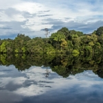 Parque Nacional do Jaú Dalia McGill