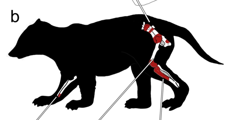 emlős Patagónia maradványok