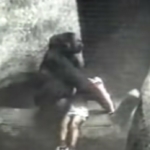 gorilla gyerek megmentés