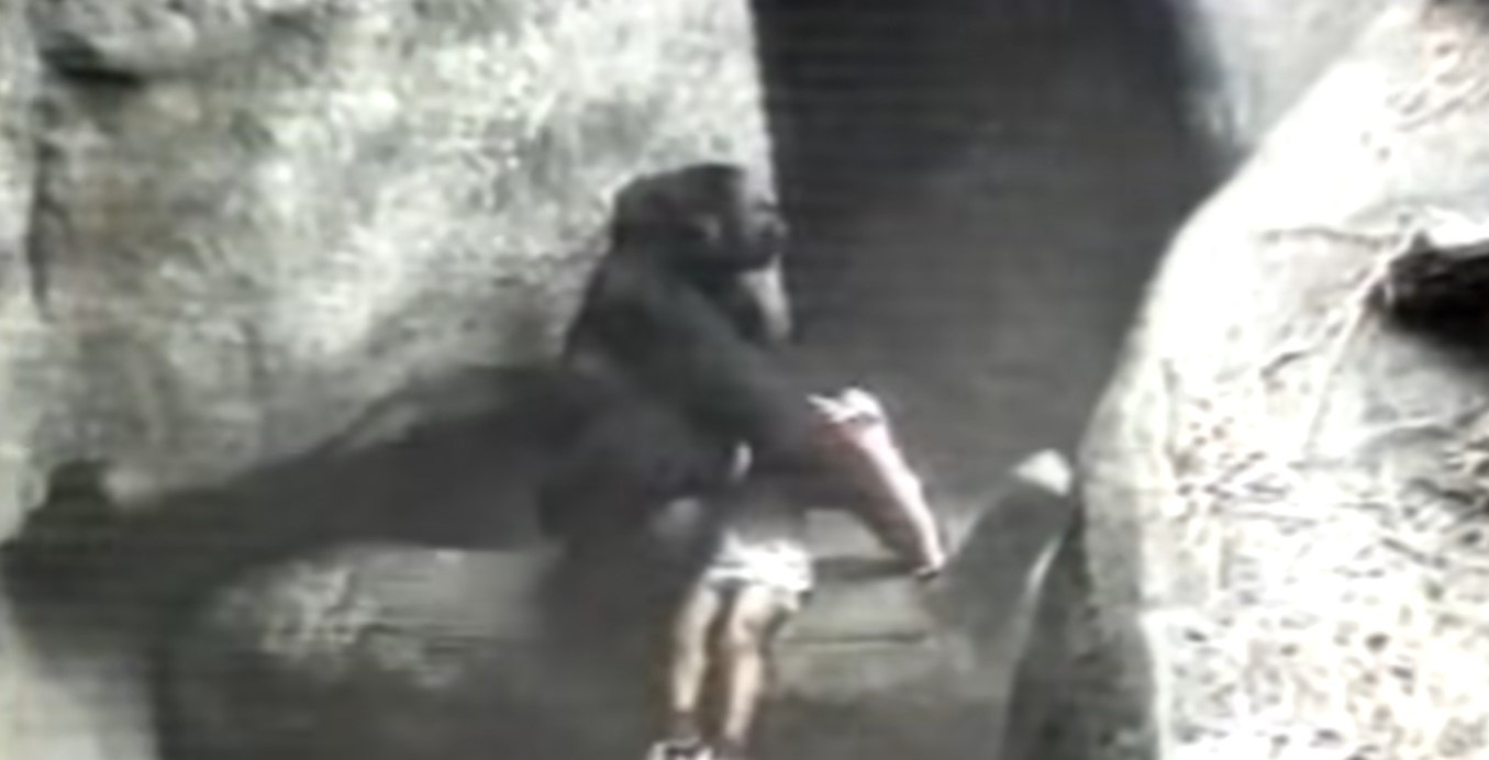 gorilla gyerek megmentés