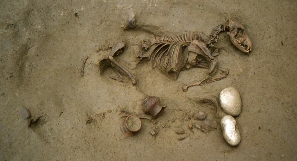 Emberi maradványok egy ló csontváza mellett