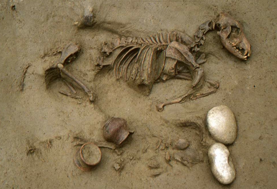 Emberi maradványok egy ló csontváza mellett