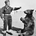 wojtek a medve