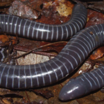 Siphonops annulatus
