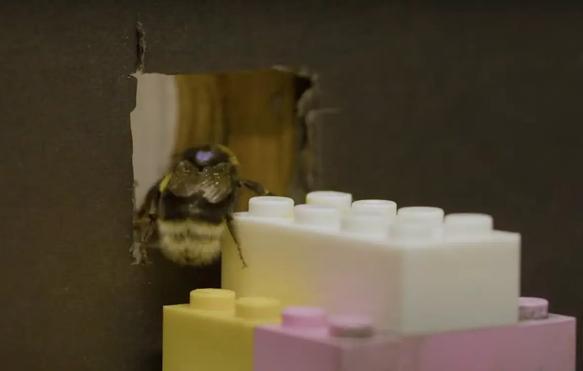 Bees are also able to do what scientists previously thought only humans could do