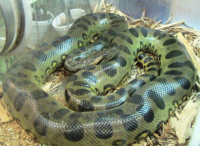 kígyó zöld anakonda