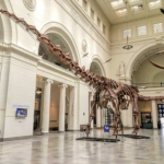 dinoszaurusz fosszília titanoszaurusz