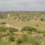 A Tarangire Nemzeti Park Tanzániában, Kelet-Afrikában.