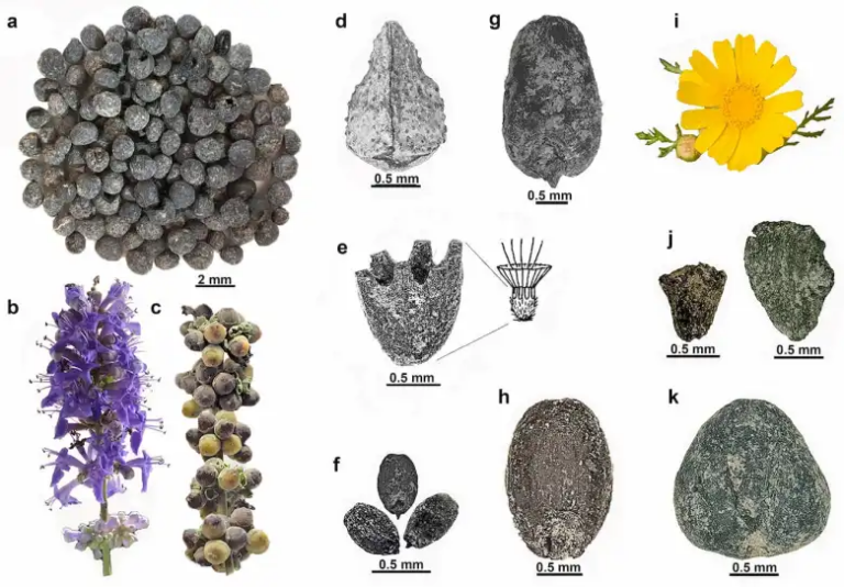 filiszteusok növényei