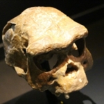 Homo erectus