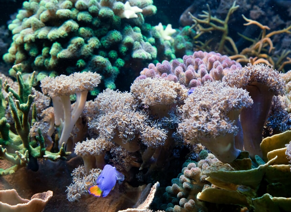 korallzátony korall