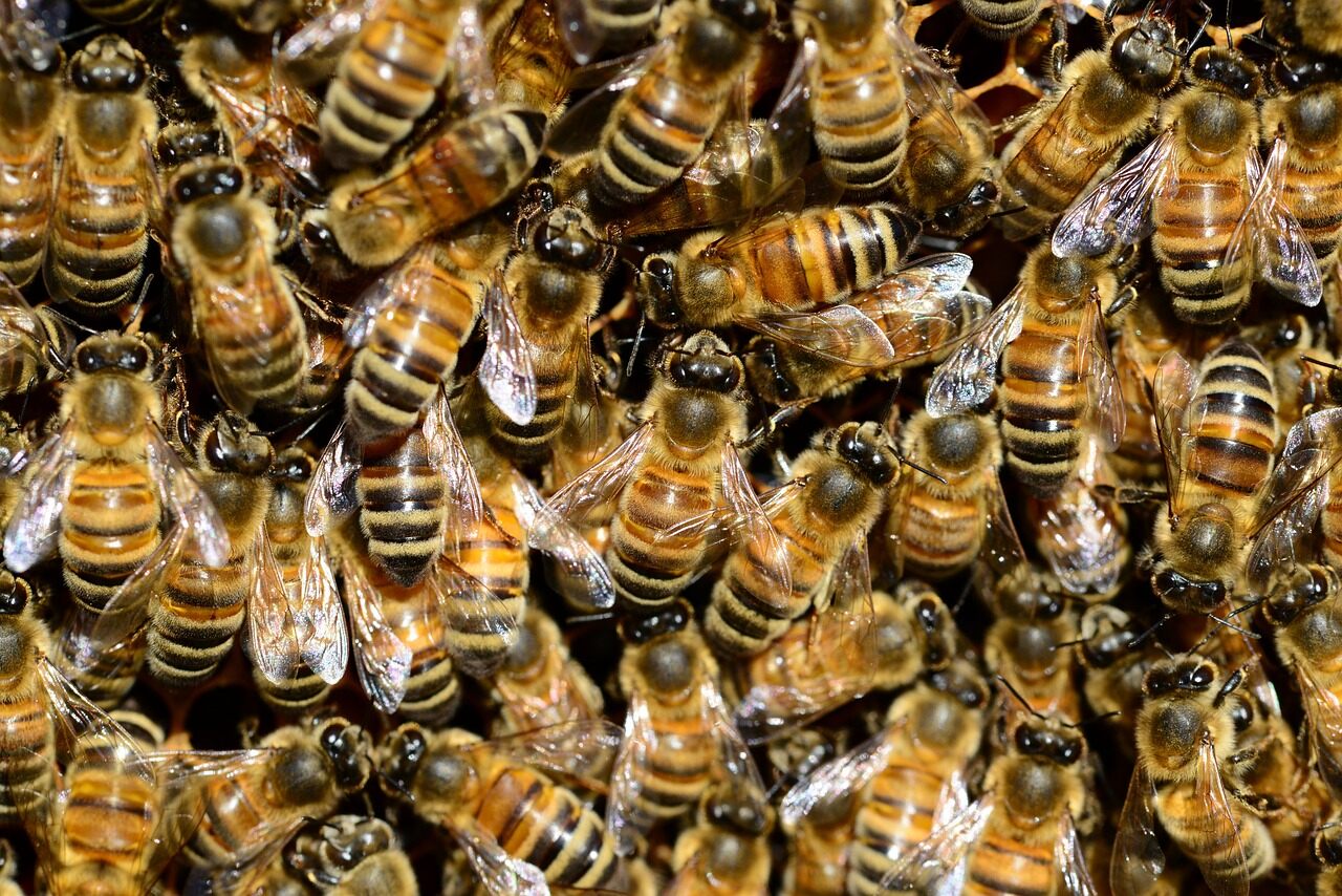 állatok öntudat állatvilág méhek