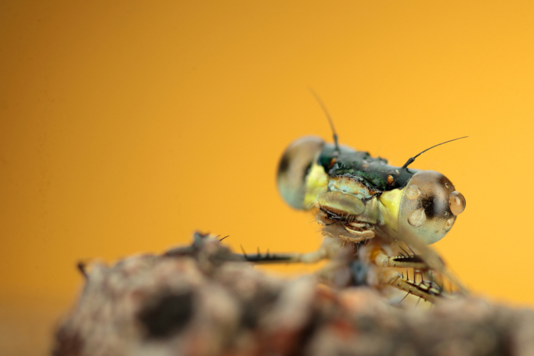 állatok állatvilág tudatos gondolkodás szitakötő