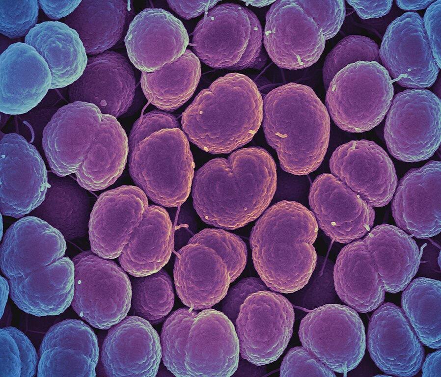 lila élet baktérium