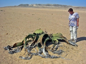 Welwitschia mirabilis a Namib-sivatagban