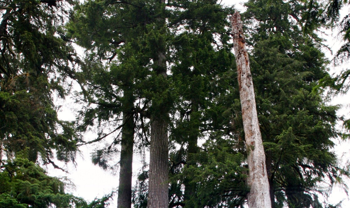 amerikai duglászfenyő magas fa