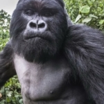 részeg gorilla