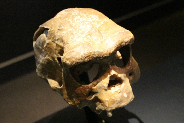 felegyenesedett ember homo erectus koponya