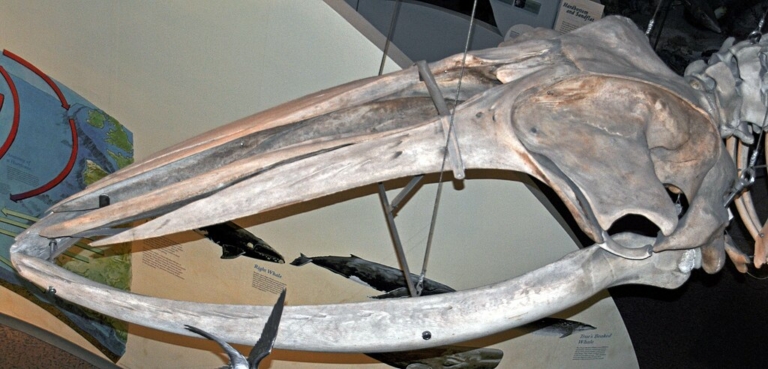 hosszúszárnyú bálna tengeri állat emlős koponya