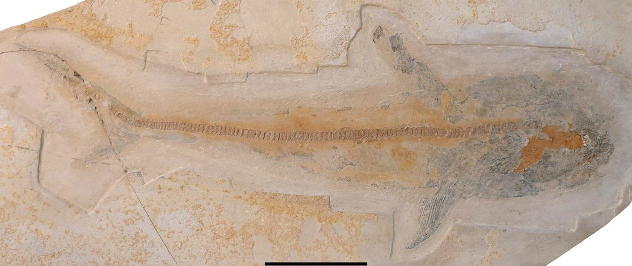 ptychodus cápafaj fosszília maradvány