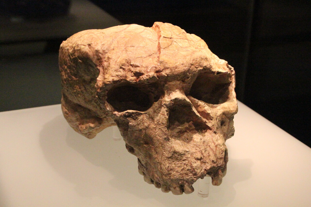 1 millió éves koponyák bonyolítják az emberi faj történetét