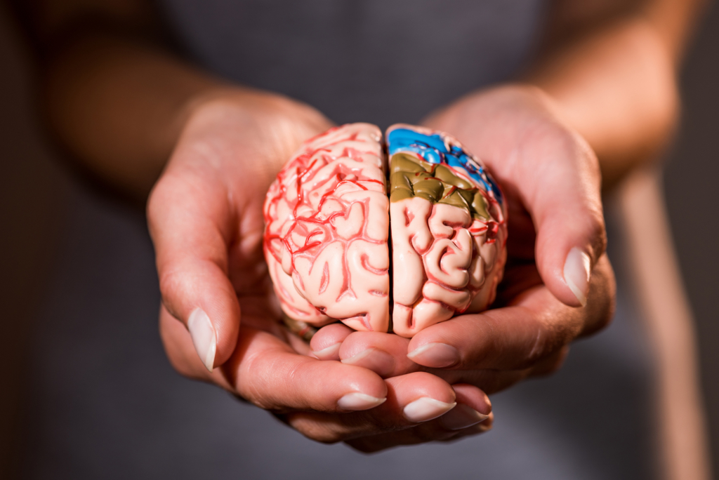 Az emberi agy mérete önmagában nem mérvadó
