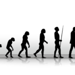 Emberi evolúció