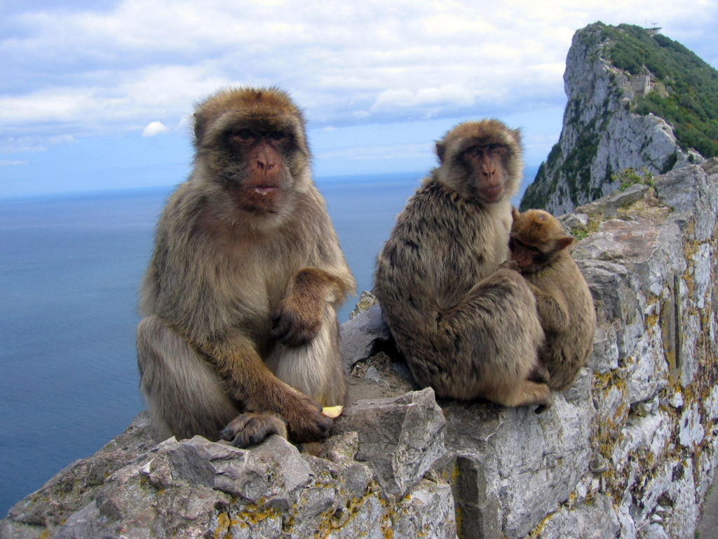 Gibraltári majmok