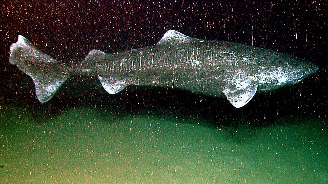 grönlandi cápa oldal