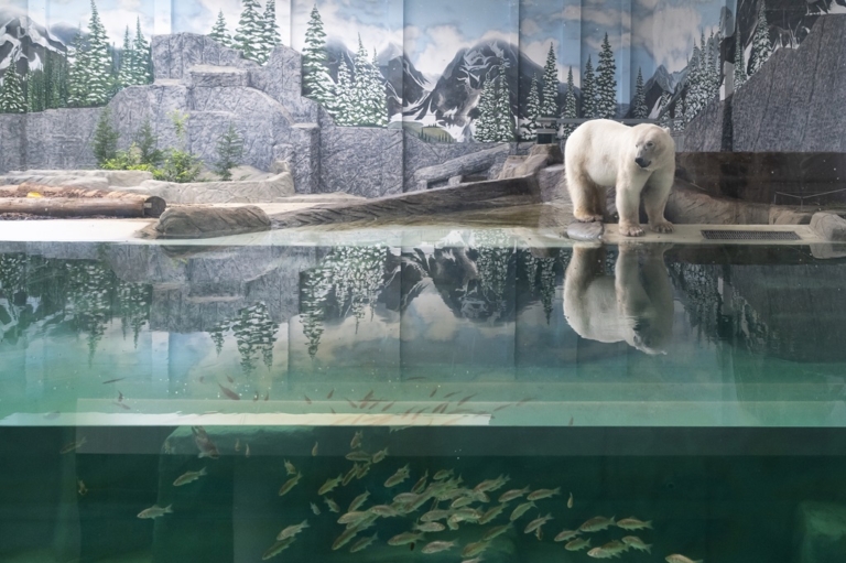 Jégvilág jegesmedve Nyíregyháza állatkert