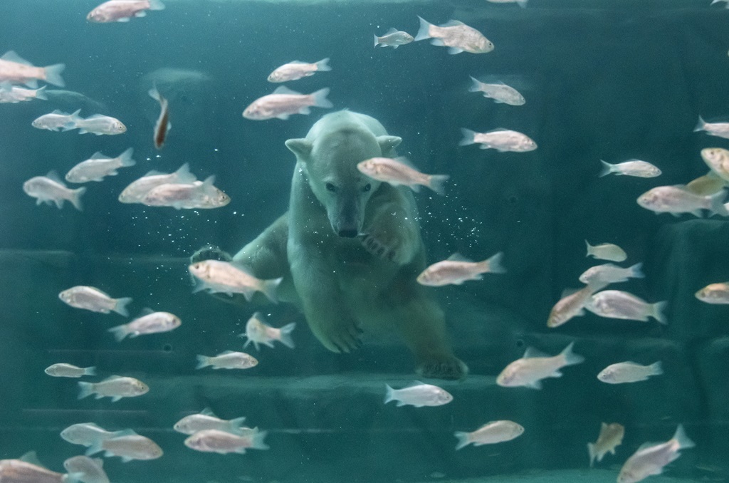 Jégvilág jegesmedve Nyíregyháza állatkert