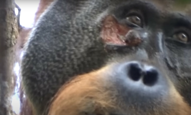 orángután gyúgyítás