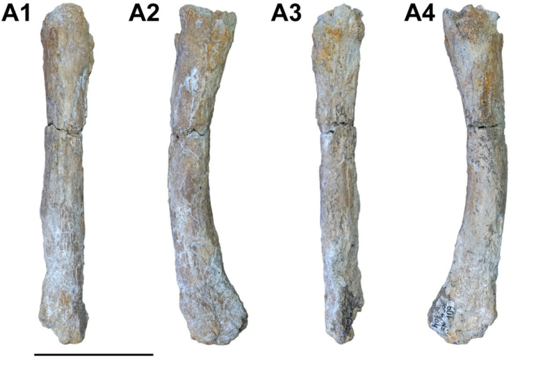 barlangi oroszlán dél-európa kihalás