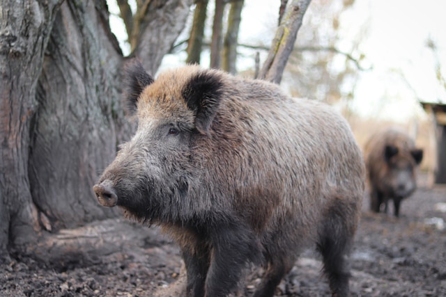 The wild boars at Chernobyl are still highly radioactive
