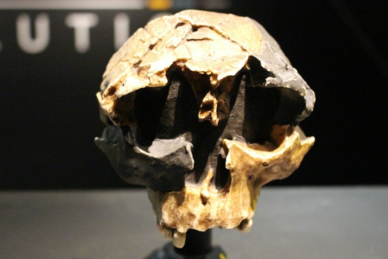 homo sapiens távoli rokon homo antecessor