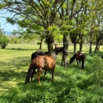 La Estancia Póló Klub, Etyek.