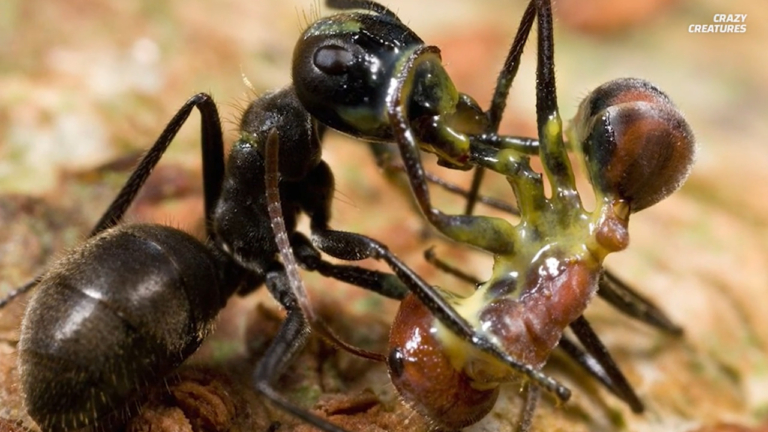önmegsemmisítő felrobbanó hangyák
