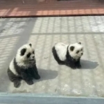 panda