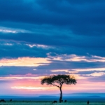 szavanna afrika emberiség