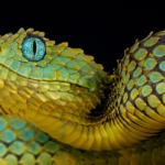 kígyó vipera