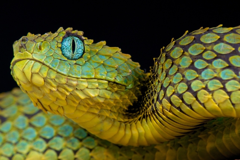 kígyó vipera