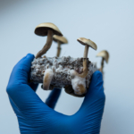 gombák sötét biodiverzitás