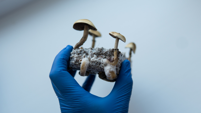 gombák sötét biodiverzitás