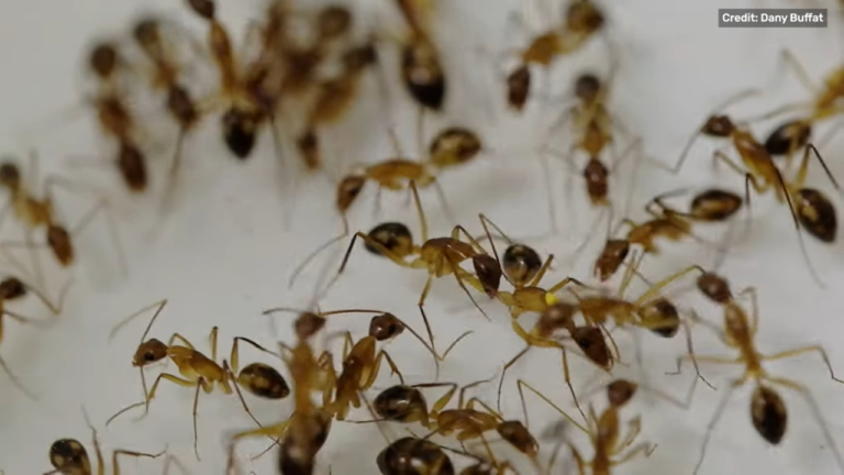 hangyák amputáció műtét