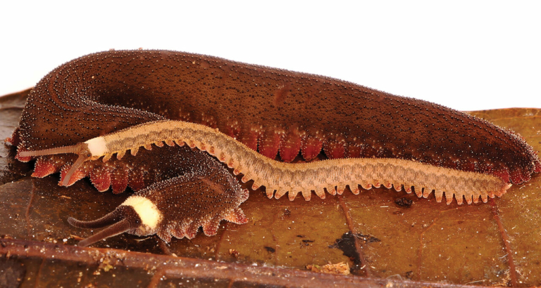 karmos féreglábú új ragadozó faj gerinctelen