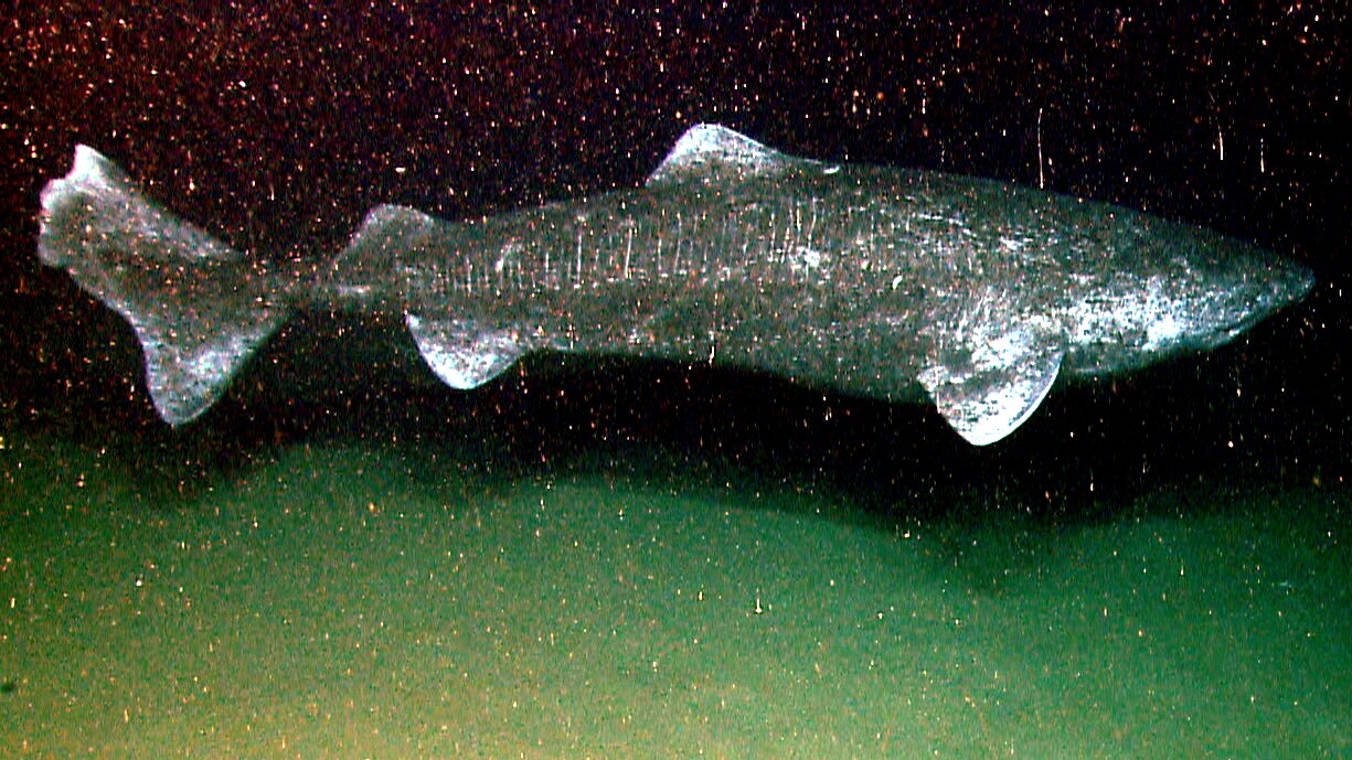 grönlandi cápa öregedés