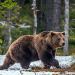 medvék állatvilág grizzly Oroszország