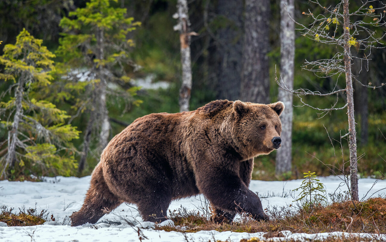 medvék állatvilág grizzly