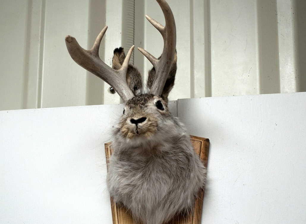 jackalope