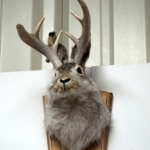 jackalope